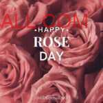 pink blooming roses kept in cluster to wish happy rose day to your loved one