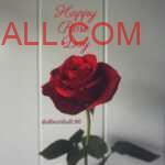 A Red rose against white wall on occasion of Rose Day during valentine week