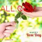 couple hands holding red rose on occasion of Rose Day during valentine week