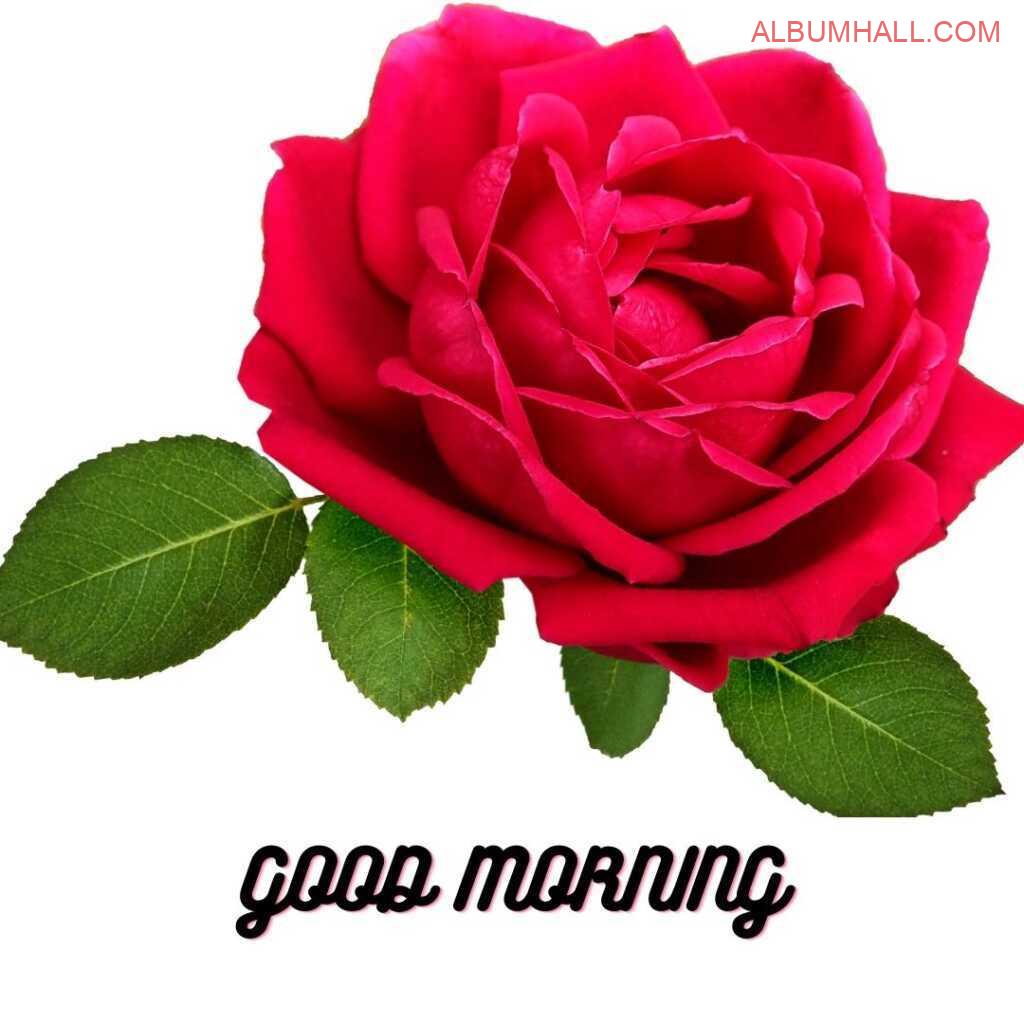 Single red rose wishing good morning to the loved ones