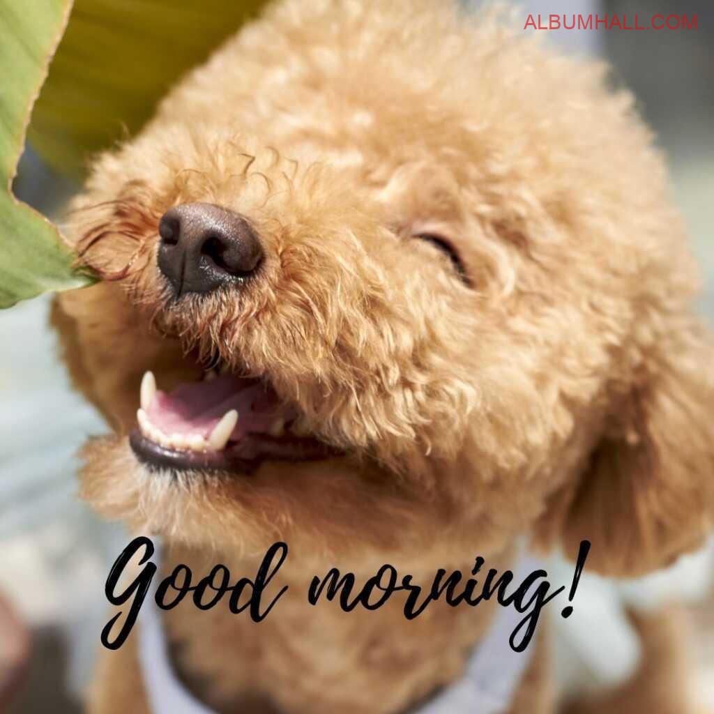 Small brown color puppy smiling with mouth open wishing happy morning to its owner