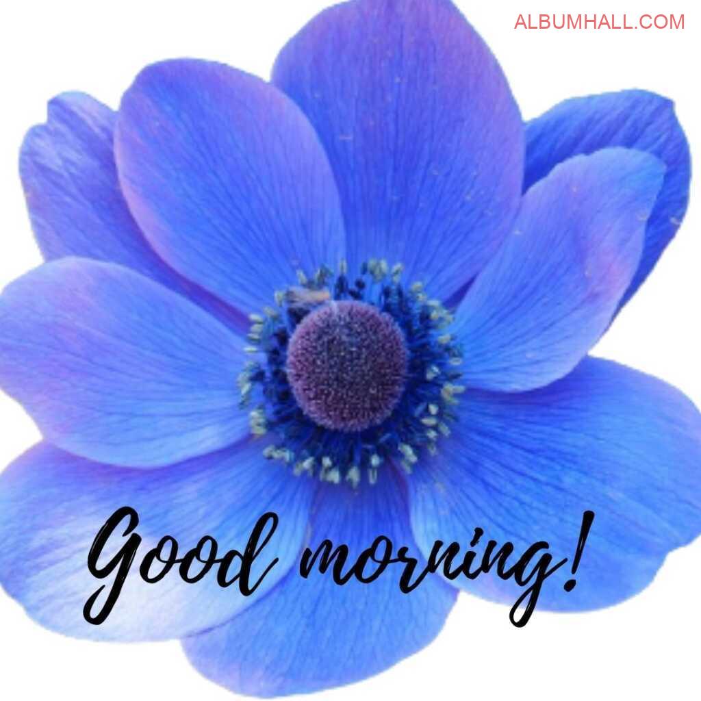 blooming blue color flower wishing a good morning
