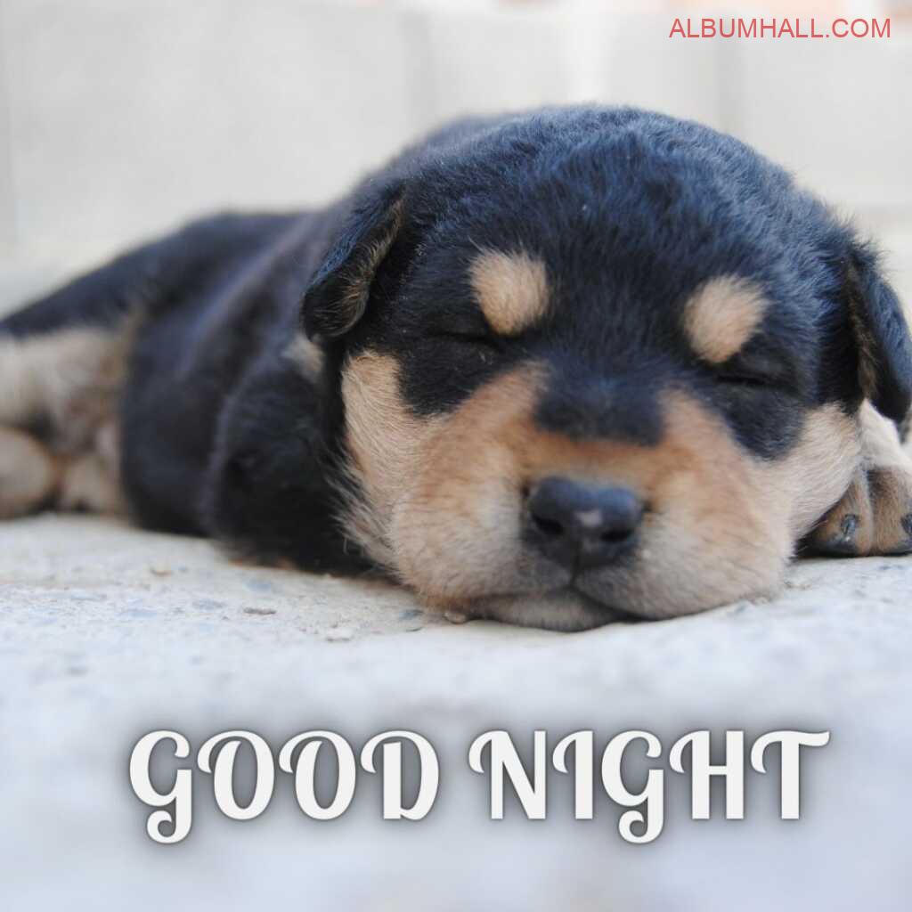 Black and cream dotted color puppy sleeping in the night