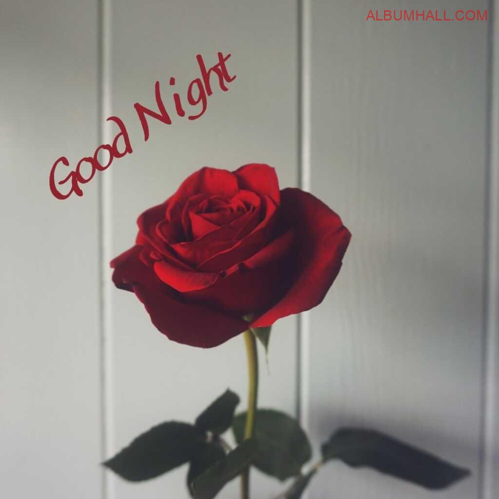 Classic red rose lying in front of white shaped wall to wish good night